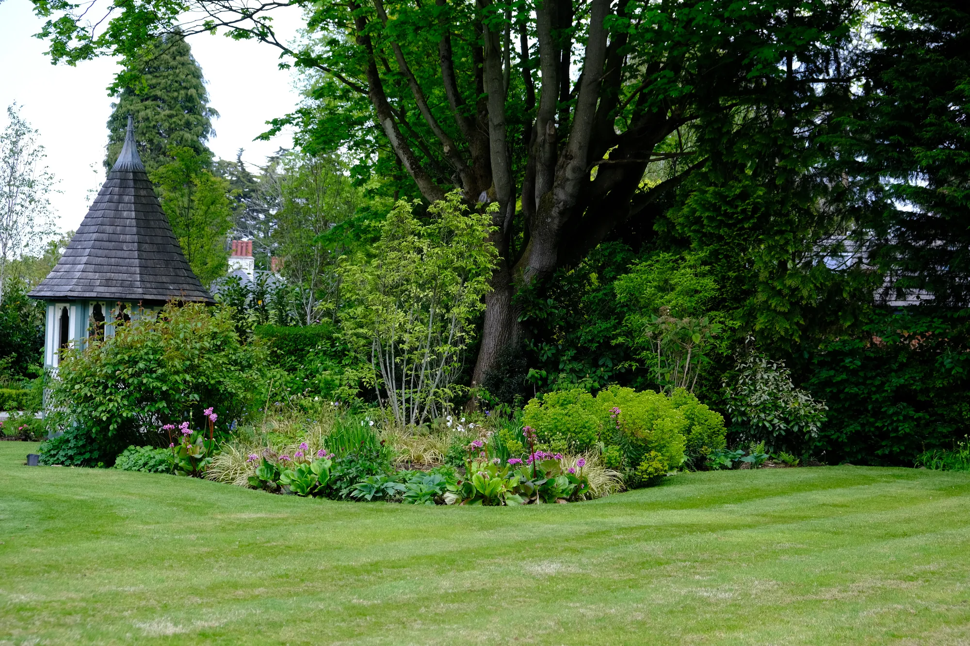 A striped lawn curving around a mixed border beneath a large tree, with a summerhouse