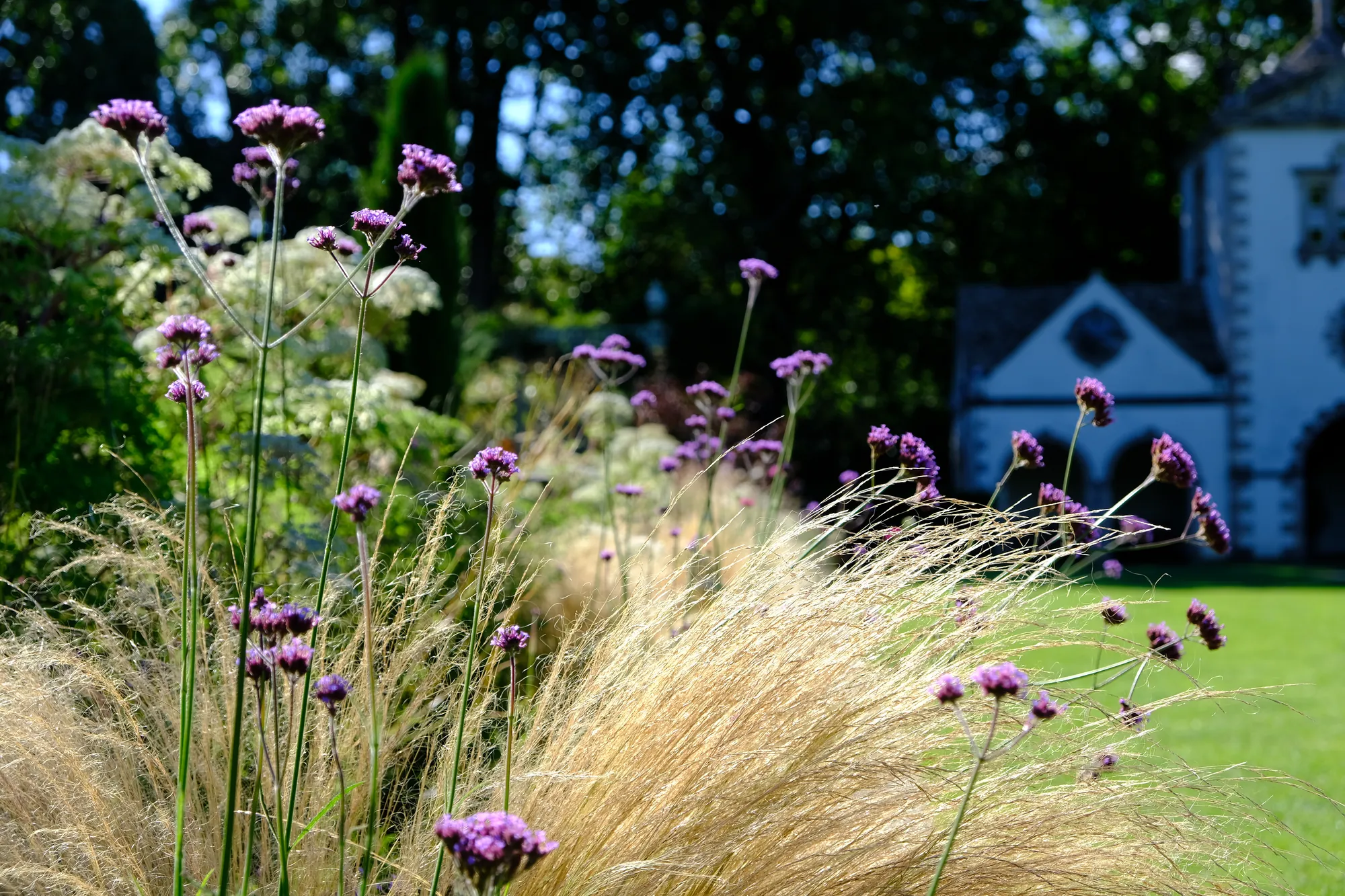 Purple verbena rising through golden feather grass beside a lawn